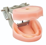 Upper and Lower Edentulous Hard Gum Model Adapted for Magnetic Quick Disconnect - 2021